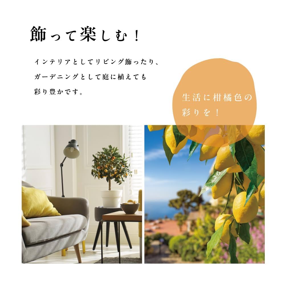 ② 【2年苗】ピンクレモネード斑入り　苗　苗木　接木　レモン　柑橘 楽天市場】斑入りレモンの木 【ピンクレモネード】 2年生 接木苗